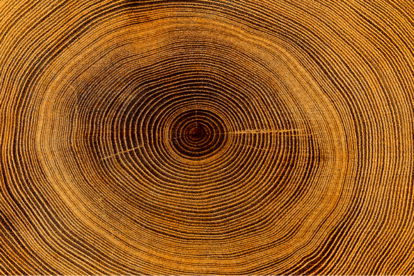Stump Grinding & Tree Removal